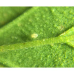 Amblymite - Raubmilben biohelp GmbH Der Botaniker