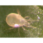 Amblymite - Raubmilben biohelp GmbH Der Botaniker