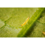 Cucumeris biohelp GmbH Der Botaniker