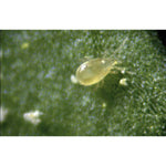 Cucumeris biohelp GmbH Der Botaniker