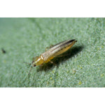 Cucumeris biohelp GmbH Der Botaniker