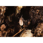 Hypoaspis biohelp GmbH Der Botaniker