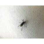 Larven - Stopp biohelp GmbH Der Botaniker