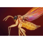 Larven - Stopp biohelp GmbH Der Botaniker