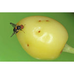 Maden-Stopp biohelp GmbH Der Botaniker