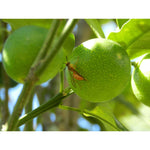 Maden-Stopp biohelp GmbH Der Botaniker