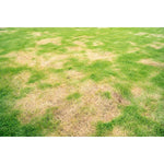 Nemastar biohelp GmbH Der Botaniker