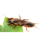 Nemastar biohelp GmbH Der Botaniker