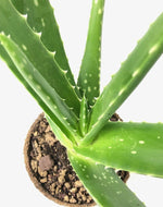 Aloe vera - Der Botaniker
