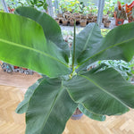 Bananenstaude 140 cm - Der Botaniker