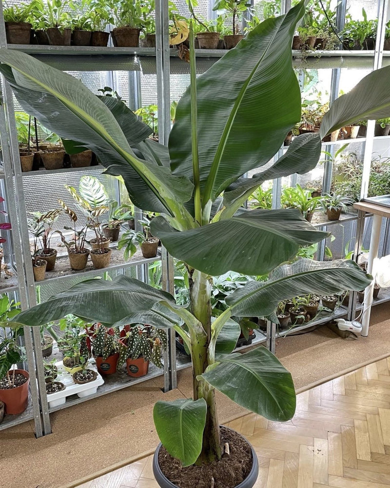 Bananenstaude 140 cm - Der Botaniker