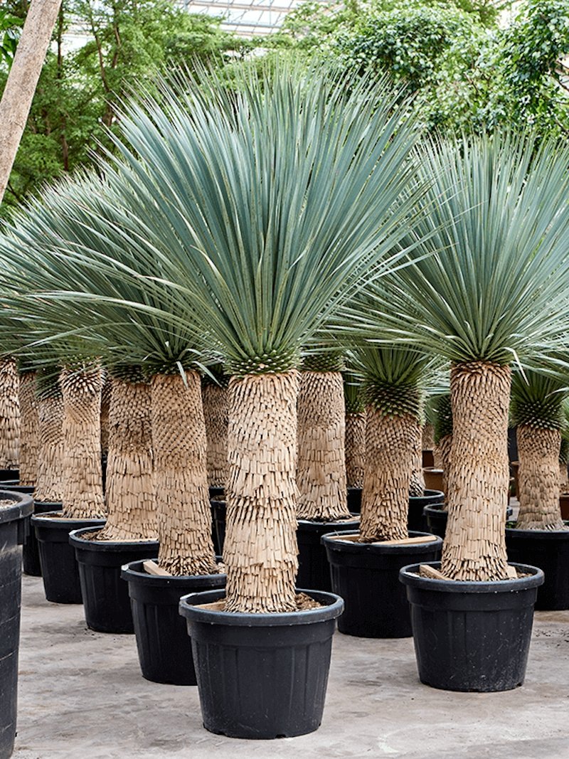 Blaue Stamm-Yucca Yucca rostrata Der Botaniker
