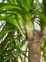 Elefantenfuß 170 cm Beaucarnea recurvata Der Botaniker