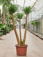 Elefantenfuß 170 cm Beaucarnea recurvata Der Botaniker