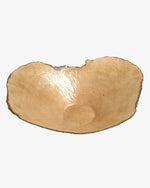 Erle #18 - Der Botaniker