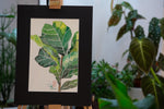 Ficus lyrata - botanische Illustration - Der Botaniker