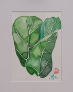 Ficus lyrata - botanische Illustration - Der Botaniker