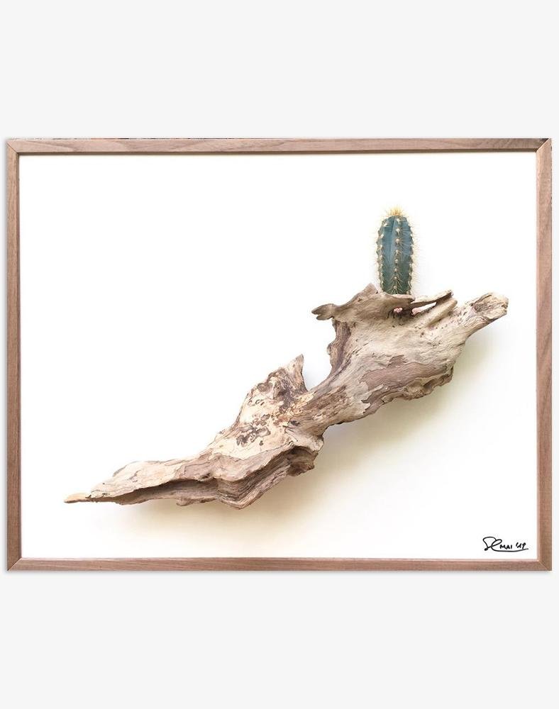 Hillsize (2019) - Der Botaniker