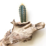 Hillsize (2019) - Der Botaniker