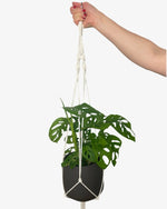 Makramee - Pflanzenampel - Der Botaniker