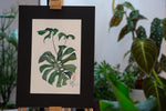 Monstera - botanische Illustration - Der Botaniker