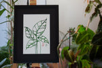 Monstera obliqua Peru - botanische Illustration - Der Botaniker