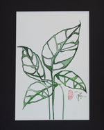 Monstera obliqua Peru - botanische Illustration - Der Botaniker