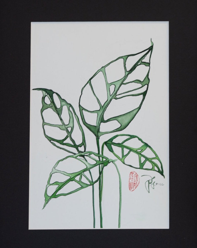 Monstera obliqua Peru - botanische Illustration - Der Botaniker