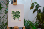 Monstera Variegated - botanische Illustration - Der Botaniker
