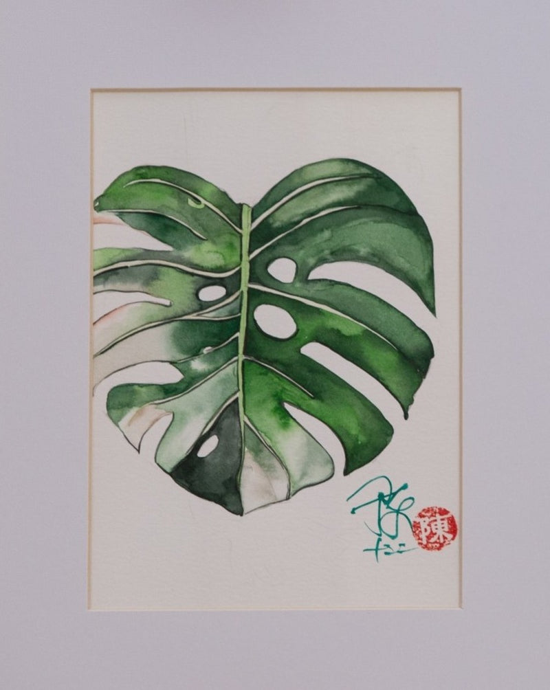 Monstera Variegated - botanische Illustration - Der Botaniker