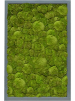 Moosbild rectangle Der Botaniker Der Botaniker