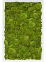 Moosbild rectangle Der Botaniker Der Botaniker