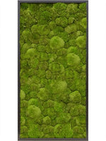 Moosbild rectangle Der Botaniker Der Botaniker