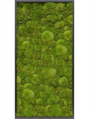 Moosbild rectangle Der Botaniker Der Botaniker