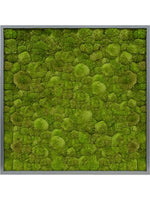 Moosbild square Der Botaniker Der Botaniker