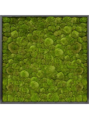 Moosbild square Der Botaniker Der Botaniker