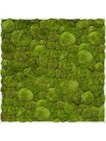 Moosbild square Der Botaniker Der Botaniker