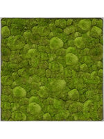 Moosbild square Der Botaniker Der Botaniker