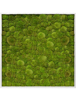 Moosbild square Der Botaniker Der Botaniker