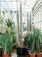 Peruanischer Schneeballkaktus 220 cm Espostoa lanata Der Botaniker