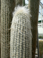 Peruanischer Schneeballkaktus 220 cm Espostoa lanata Der Botaniker