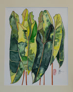 Philodendron Billietiae Variegated - botanische Illustration - Der Botaniker