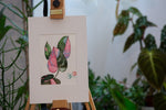 Philodendron Pink Princess - botanische Illustration - Der Botaniker