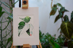 Philodendron White Princess - botanische Illustration - Der Botaniker