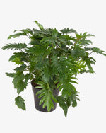 Philodendron xanadu | 70 cm - Der Botaniker