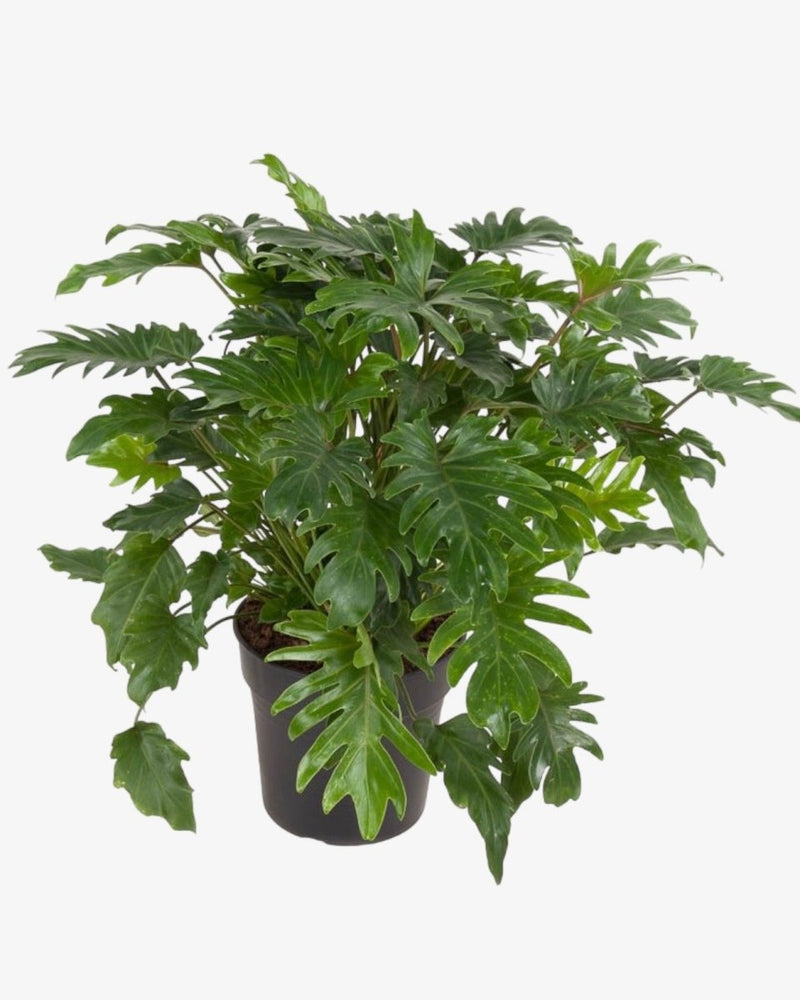 Philodendron xanadu | 70 cm - Der Botaniker