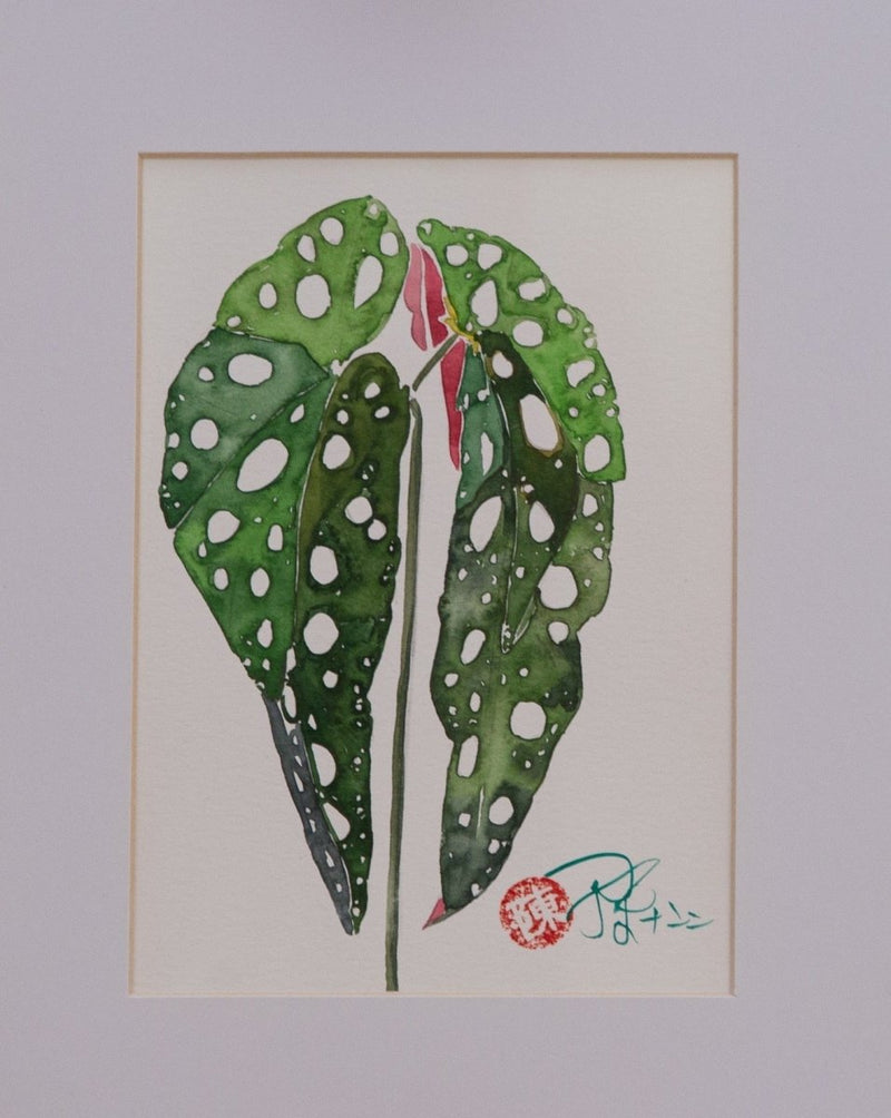 Polka-Dot-Begonie - botanische Illustration - Der Botaniker
