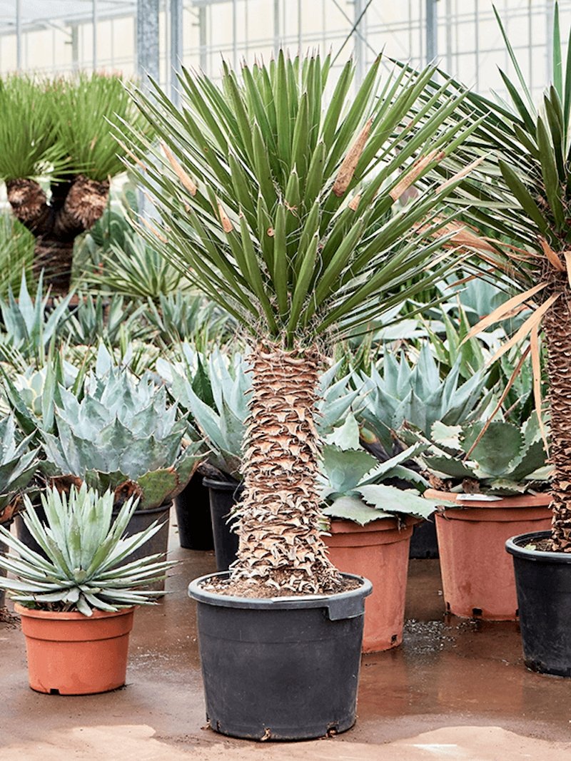Yucca filifera 240 cm Yucca filifera Der Botaniker