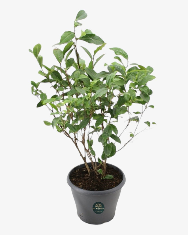 Teepflanze Camellia sinensis Der Botaniker