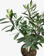 Olive | Echter Ölbaum - Der Botaniker